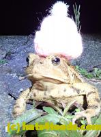 /home//u458753944/public_html/sourcegallery////////////////////////////////////////Roxborough Toad Detour/2020/2020-04-05/92319994_10222212435168757_2540143997880369152_o.jpg